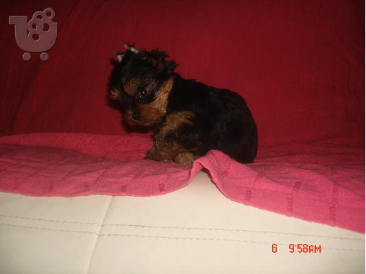 κουταβια yorkshire terrier!!