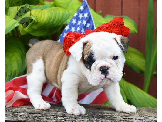 PoulaTo: 2 ΓΕΩΡΓΙΟΣ ENGLISH BULLDOG