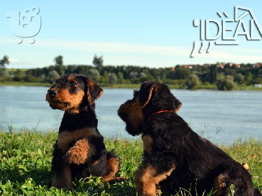 Αιρντέιλ Τεριέ / Airedale terrier