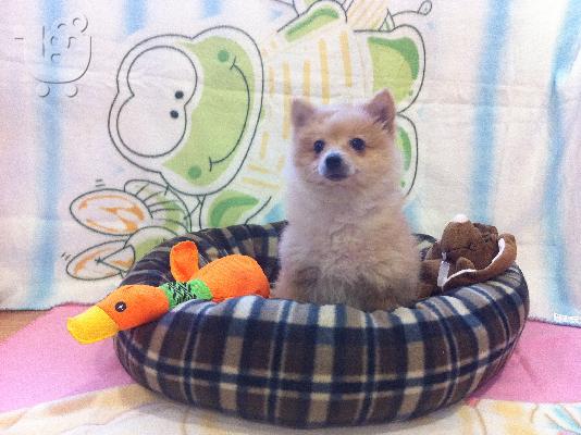PoulaTo: Pomeranian