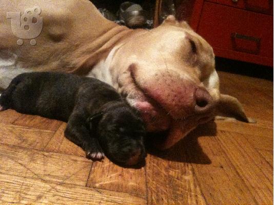 PoulaTo: pitbull - koutavia 697 560 7573
