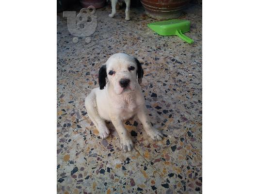 PoulaTo: xarizete setter 2,5 minon