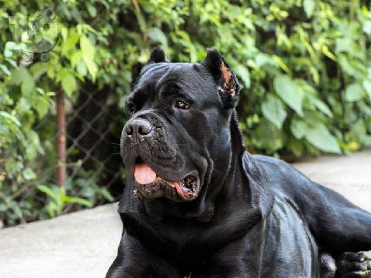 CANE CORSO TOP
