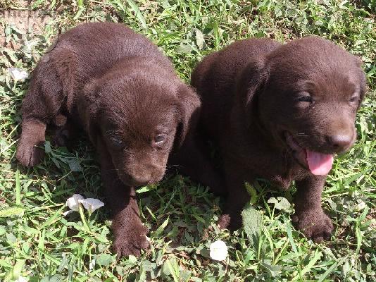 LABRADOR COKOLAD