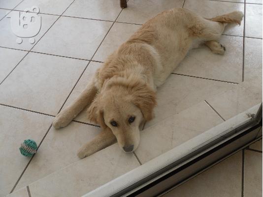 GOLDEN RETRIEVER