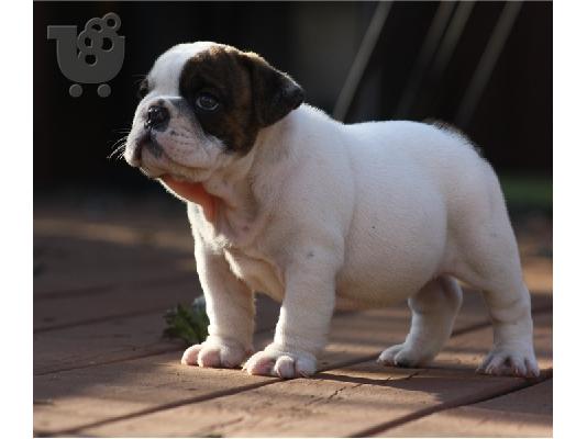 PoulaTo: Καταπληκτικό αρσενικό και θηλυκό ENGLISH Bulldog