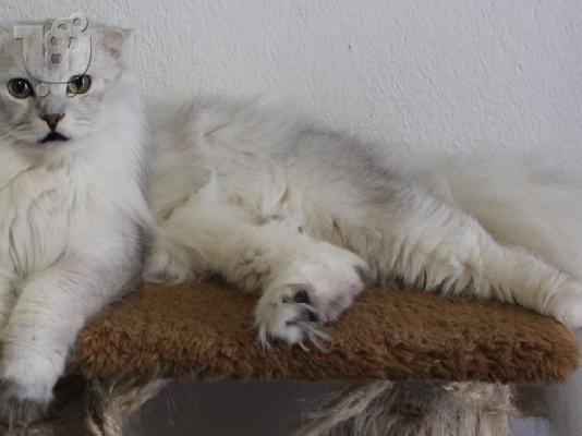 Πολύ σπάνιο αρσενικό Scottish Fold
