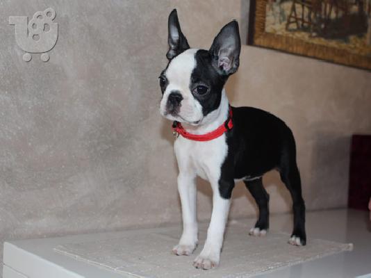PoulaTo: Πώληση κουτάβια Boston Terrier