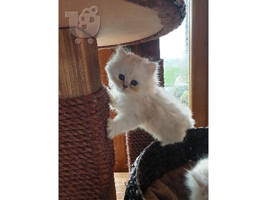 Εγγεγραμμένοι όμορφοι πασιένους chinchilas Kitten Gccf