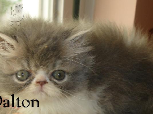 PoulaTo: Persian εκτροφής Blue Bicolor αρσενικό 1 μήνα.