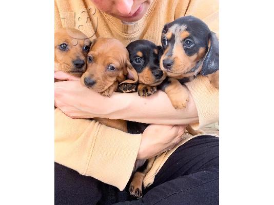 Όμορφα κουτάβια Dachshund με γενεαλογικό.