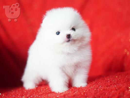 όμορφα Pomeranian Puppies προς πώληση