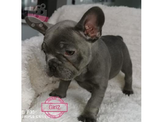 όμορφο γαλλικόBulldog έτοιμο για το νέο σπίτι τους