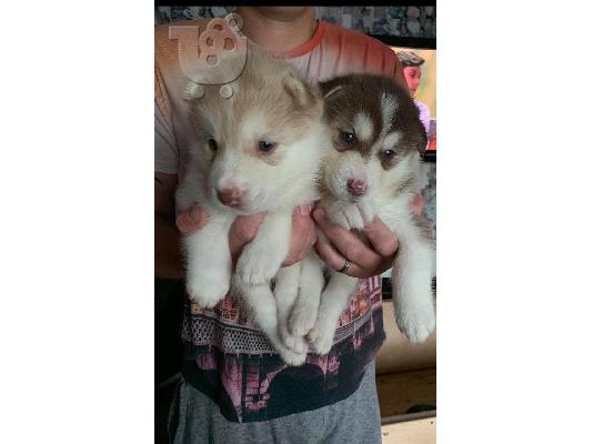 Όμορφα κουτάβια σιβηρίας Husky