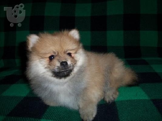 T-κύπελλο Καν. AKC κουτάβια Pomeranian προς Πώληση