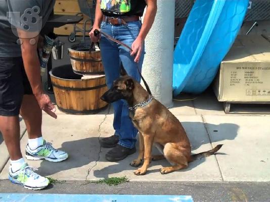 ΠΟΛΟΥΝΤΕ ΣΚΑΡ8ΑΚΙΑ ΚΑΙ ΛΟΥΓΑΡΑΚΙΑ ΑΡΣΕΝΙΚΑ 15 ΕΥΡΟ ΤΟ ΕΝΑ...