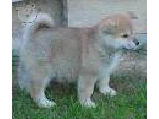 PoulaTo: κουτάβι akita inu