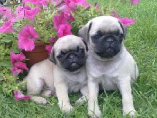 PoulaTo: MOPS