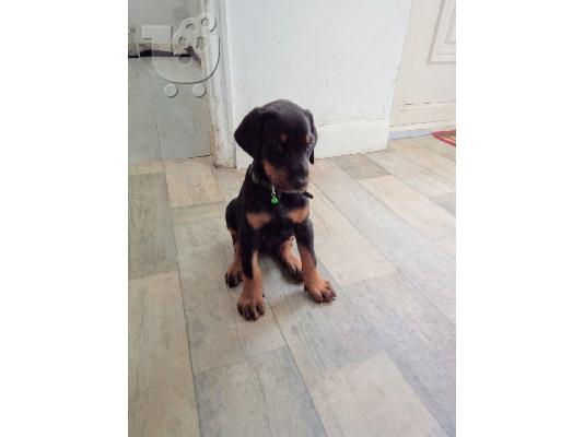 PoulaTo: κουτάβια Doberman