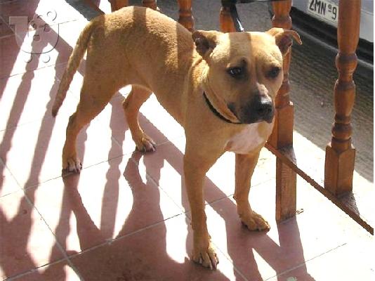PoulaTo: ΒΡΕΘΗΚΕ PIT BULL ΗΜΙΑΙΜΗ
