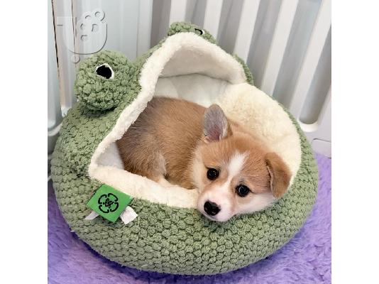 Κουτάβια Pembroke Welsh Corgi