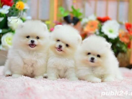 PoulaTo: Καταπληκτικά κουτάβια από Pomeranian!