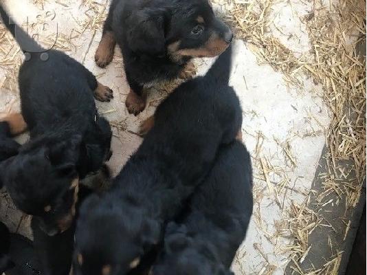 PoulaTo: Σούπερ Αξιολάτρευτο  rottweiller κουτάβια