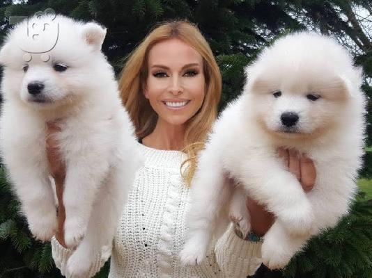PoulaTo: Πωλούνται κουτάβια samoyed