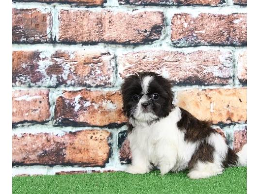 αγαπώντας Shih tzu έτοιμο για υιοθέτηση.