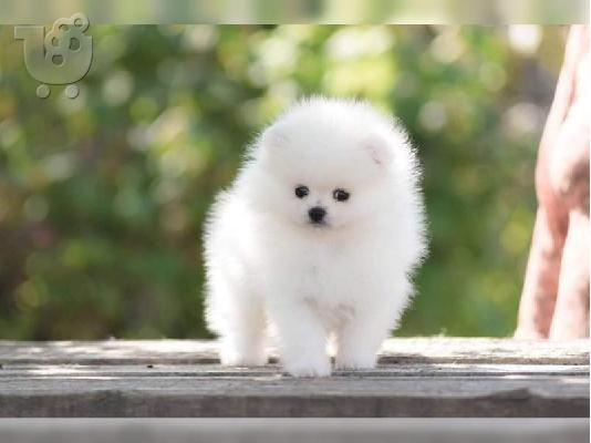 Πολύ γλυκά γοητευτικά κουτάβια Pomeranian