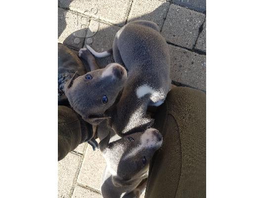 Αναισθητοποίηση κουτάβια Μπλε Whippets