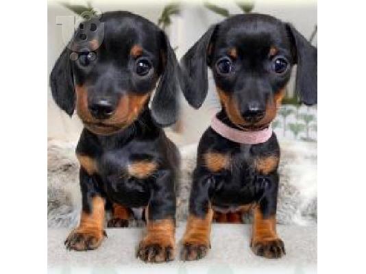 PoulaTo: Ποιοτικά κουτάβια Dachshund για υιοθεσία
