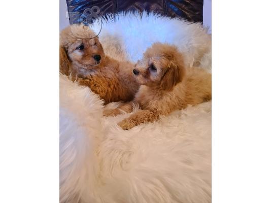 Labradoodle κουτάβια προς πώληση
