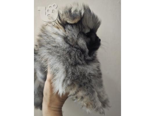 Αρσενικό κουτάβι Pomeranian Spitz