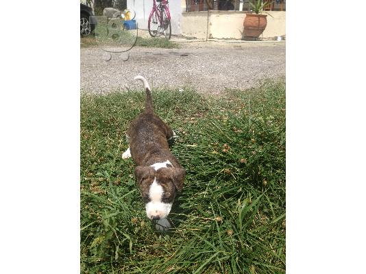 pit bull