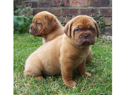 PoulaTo: ντοκ ντε μπορντω dog de bordeaux