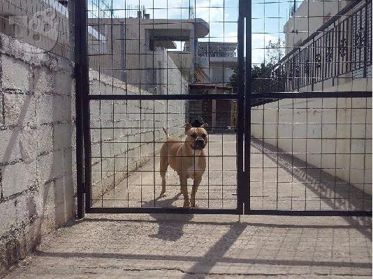 γεννα ΜΠΑΝΤΟΓΚ συντομα photo απο κουταβια 3-10-14