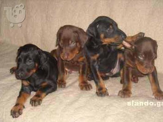 Γερμανικός Ποιμενικός   &  ΝΤΟΜΠΕΡΜΑΝ   Doberman
