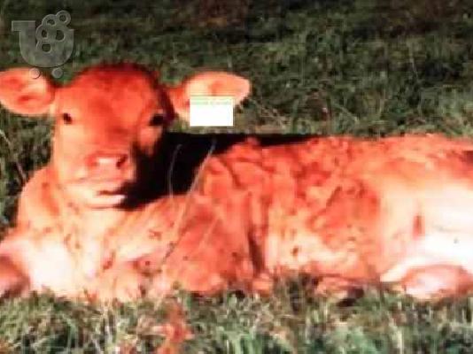 ΑΓΡΙΟΚΑΤΣΙΚΑ ΕΛΑΦΙΑ ΧΟΙΡΙΝΑ ΜΙΣΑΔΙΑ ΜΟΣΧΑΡΙΑ ΑΓΡΙΟ ΠΡΟΒΑΤΑ — Βαθύ ...