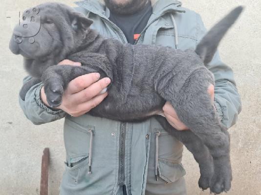 Τα κουτάβια Shar pei