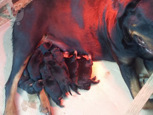 ΠΩΛΟΥΝΤΑΙ ΑΥΘΕΝΤΙΚΑ ROTTWEILER