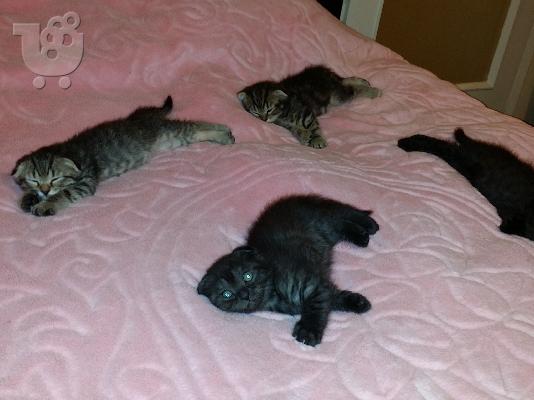 Scottish Fold