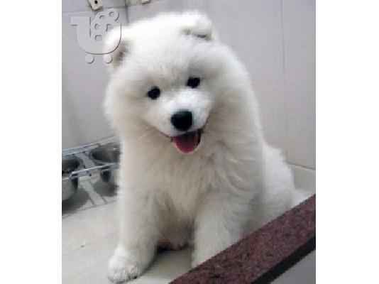 Lovely Samoyed Pups Πλήρως δοκιμασμένο για την υγεία