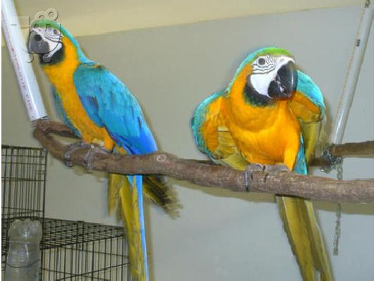 PoulaTo: Γυναίκα μπλε και χρυσό μακώ Με Cage