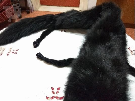 Πωλείται γούνα (ετόλ μαύρη αλεπού)