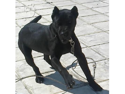 bandog mastiff
