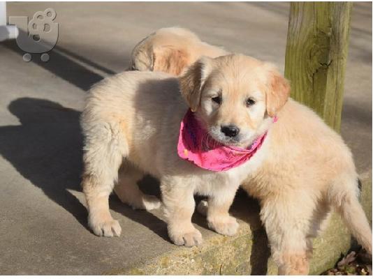 PoulaTo: Διατίθενται κουτάβια Golden retriever