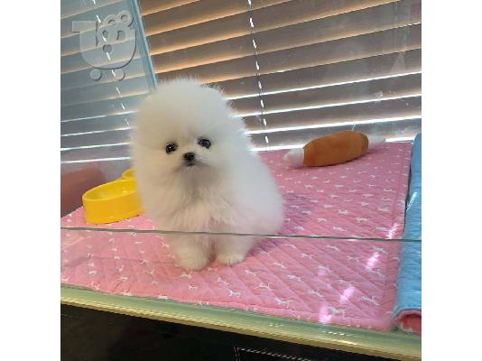 PoulaTo: Όμορφα κουτάβια Pomeranian
