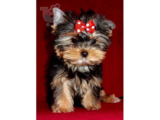 PoulaTo: Yorkshire-terrier toy / mini, Στερεά Ελλάδα/Αθηνα (€ 120.00 )