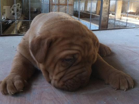 PoulaTo: ΠΩΛΟΥΝΤΑΙ ΚΟΥΤΑΒΙΑ ΑΡΣΕΝΙΚΑ Κ ΘΗΛΥΚΑ Dogue de bordeaux - ΓΑΛΛΙΚΟ ΜΑΣΤΙΦ